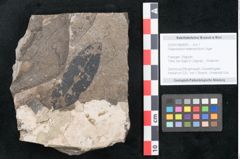 Foto (Objekt + Etikett) von Palaeolobium heterophyllum Unger (NHMW-GEO-2024-0188-8042)